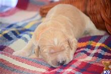 goldendoodles puppy posted by GroodleDoodleRanch