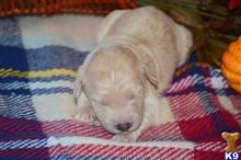 goldendoodles puppy posted by GroodleDoodleRanch