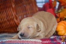 goldendoodles puppy posted by GroodleDoodleRanch