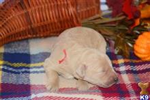 goldendoodles puppy posted by GroodleDoodleRanch