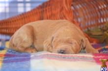 goldendoodles puppy posted by GroodleDoodleRanch