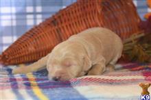 goldendoodles puppy posted by GroodleDoodleRanch