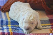 goldendoodles puppy posted by GroodleDoodleRanch