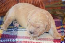 goldendoodles puppy posted by GroodleDoodleRanch