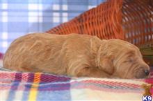 goldendoodles puppy posted by GroodleDoodleRanch