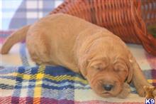 goldendoodles puppy posted by GroodleDoodleRanch