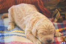 goldendoodles puppy posted by GroodleDoodleRanch
