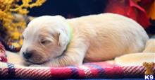 goldendoodles puppy posted by GroodleDoodleRanch