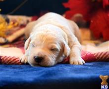 goldendoodles puppy posted by GroodleDoodleRanch