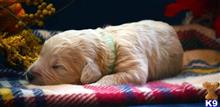 goldendoodles puppy posted by GroodleDoodleRanch