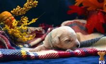 goldendoodles puppy posted by GroodleDoodleRanch