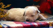 goldendoodles puppy posted by GroodleDoodleRanch