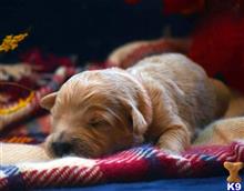 goldendoodles puppy posted by GroodleDoodleRanch