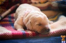 goldendoodles puppy posted by GroodleDoodleRanch