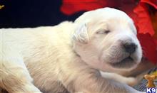 goldendoodles puppy posted by GroodleDoodleRanch