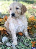 goldendoodles puppy posted by GroodleDoodleRanch