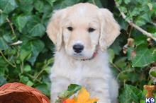 goldendoodles puppy posted by GroodleDoodleRanch