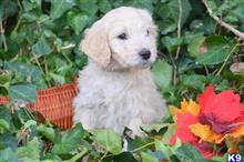 goldendoodles puppy posted by GroodleDoodleRanch