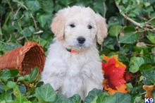 goldendoodles puppy posted by GroodleDoodleRanch