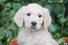 goldendoodles puppy posted by GroodleDoodleRanch