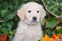 goldendoodles puppy posted by GroodleDoodleRanch