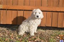 goldendoodles puppy posted by GroodleDoodleRanch
