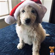 goldendoodles puppy posted by GroodleDoodleRanch