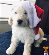 goldendoodles puppy posted by GroodleDoodleRanch