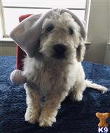 goldendoodles puppy posted by GroodleDoodleRanch