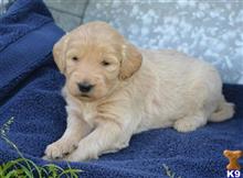 goldendoodles puppy posted by GroodleDoodleRanch