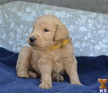 goldendoodles puppy posted by GroodleDoodleRanch