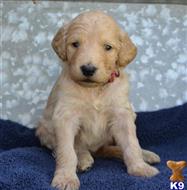 goldendoodles puppy posted by GroodleDoodleRanch