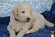 goldendoodles puppy posted by GroodleDoodleRanch