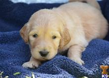 goldendoodles puppy posted by GroodleDoodleRanch