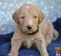 goldendoodles puppy posted by GroodleDoodleRanch