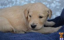 goldendoodles puppy posted by GroodleDoodleRanch