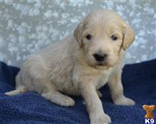goldendoodles puppy posted by GroodleDoodleRanch