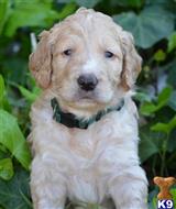 goldendoodles puppy posted by GroodleDoodleRanch
