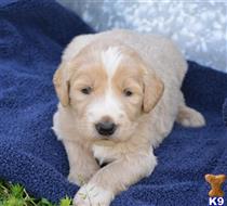 goldendoodles puppy posted by GroodleDoodleRanch