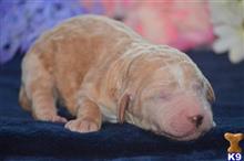 goldendoodles puppy posted by GroodleDoodleRanch