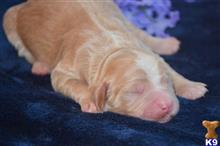 goldendoodles puppy posted by GroodleDoodleRanch