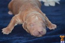 goldendoodles puppy posted by GroodleDoodleRanch