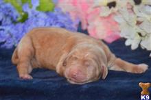 goldendoodles puppy posted by GroodleDoodleRanch