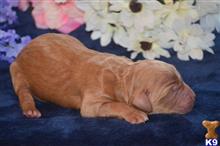 goldendoodles puppy posted by GroodleDoodleRanch