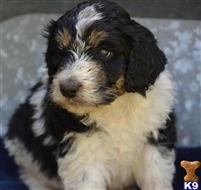 mixed breed puppy posted by GroodleDoodleRanch