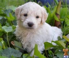 mixed breed puppy posted by GroodleDoodleRanch