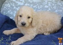 mixed breed puppy posted by GroodleDoodleRanch
