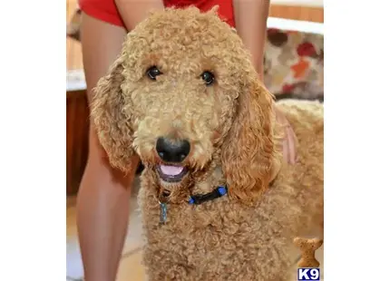 Wild Blue Yonder available Poodle puppy located in Ft Worth