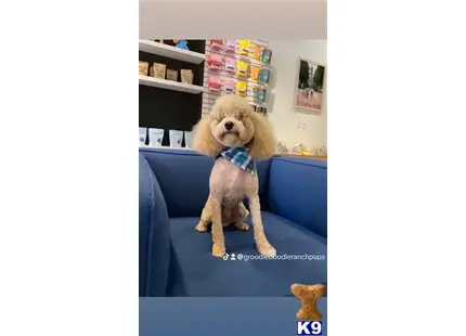 Rufus available Poodle puppy located in Ft Worth