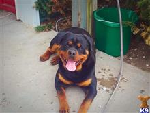 ZYLAK GROOT BEASLEY VON HURLEYHAUS available Rottweiler puppy located in DE SOTO